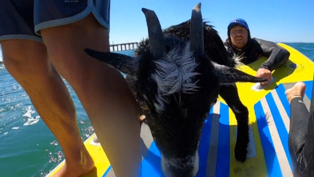 <p>Surfing goat catches waves with beachgoers in California</p>