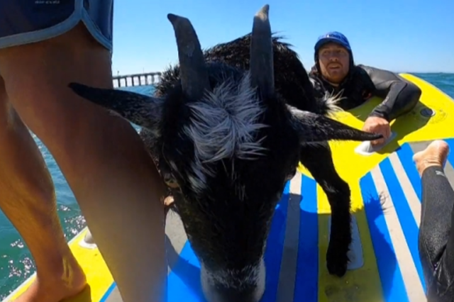 <p>Surfing goat catches waves with beachgoers in California</p>