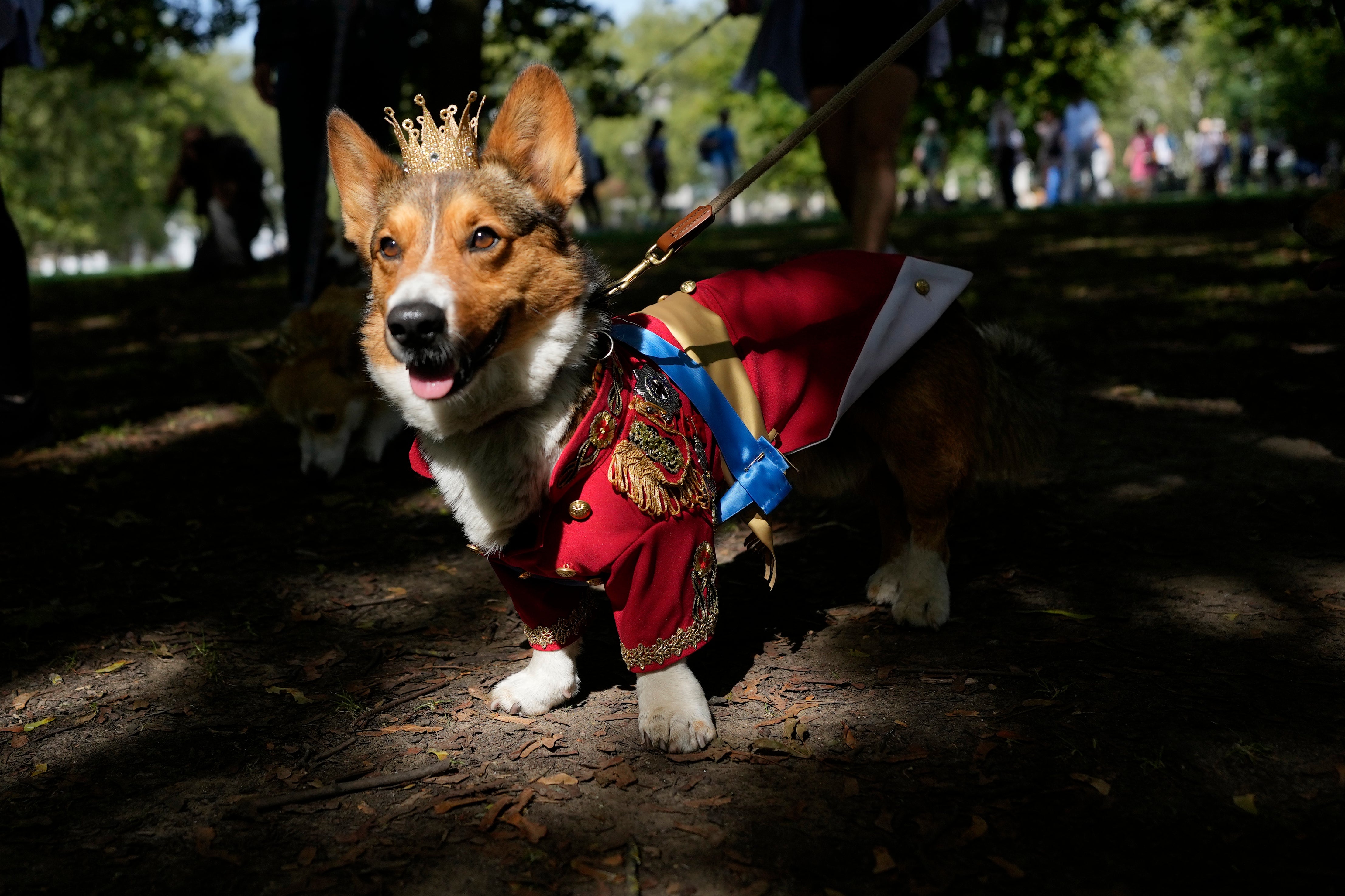 GRAN BRETAÑA-DESFILE CORGIS