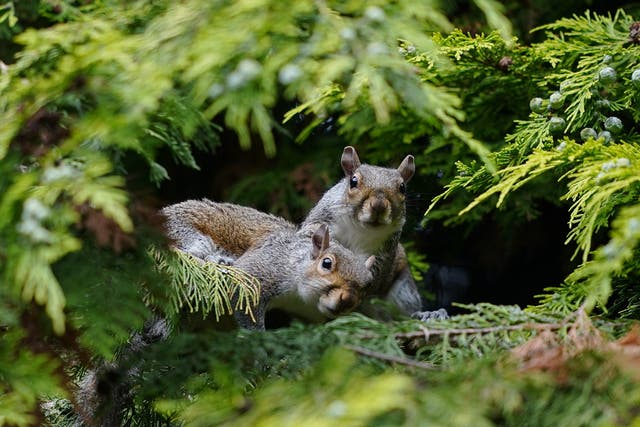 North American grey squirrels are an invasive species that have pushed the once ubiquitous native red squirrel to the fringes of the British Isles Grey (Peter Byrne/PA)