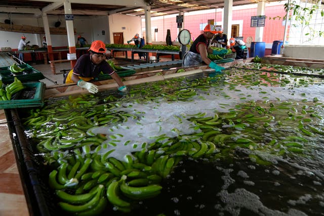 Ecuador Bananas