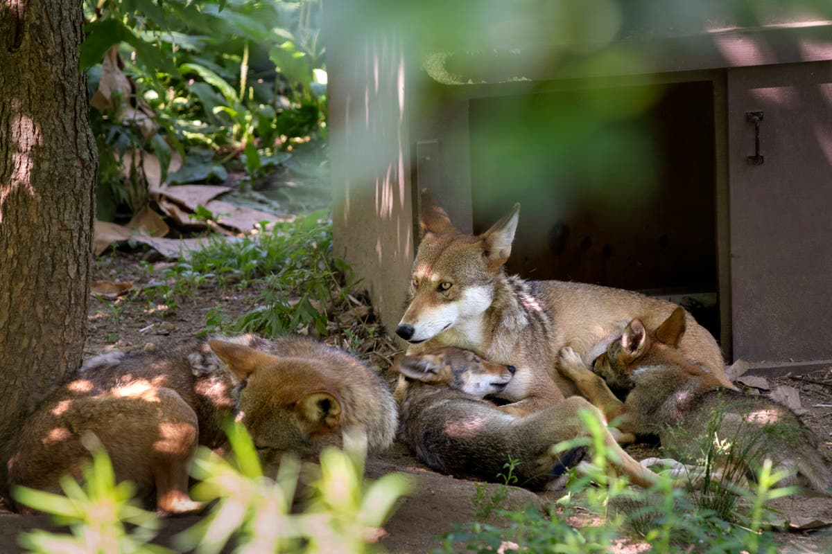 Takeaways from AP’s reporting on efforts to restore endangered red wolves to the wild