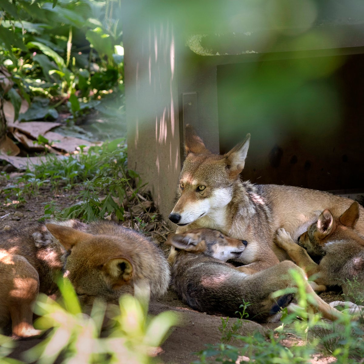 Read Wolf Red Wolf Habitat