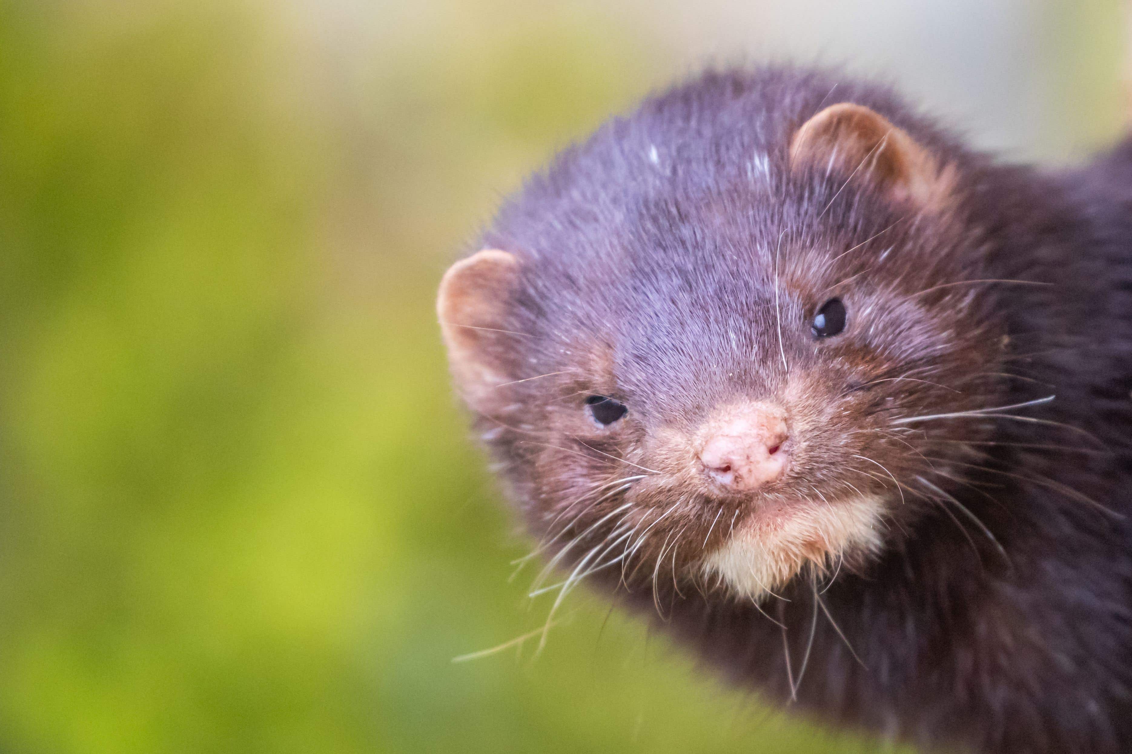 Thousands of mink freed from farm after wire fence cut