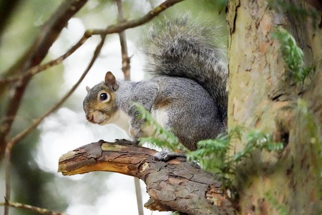The North American grey squirrel has pushed the native red squirrel to the fringes of the British Isles (PA)