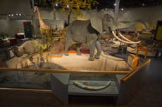 Sioux Falls pauses plan to ditch arsenic-contaminated taxidermy display at state's largest zoo