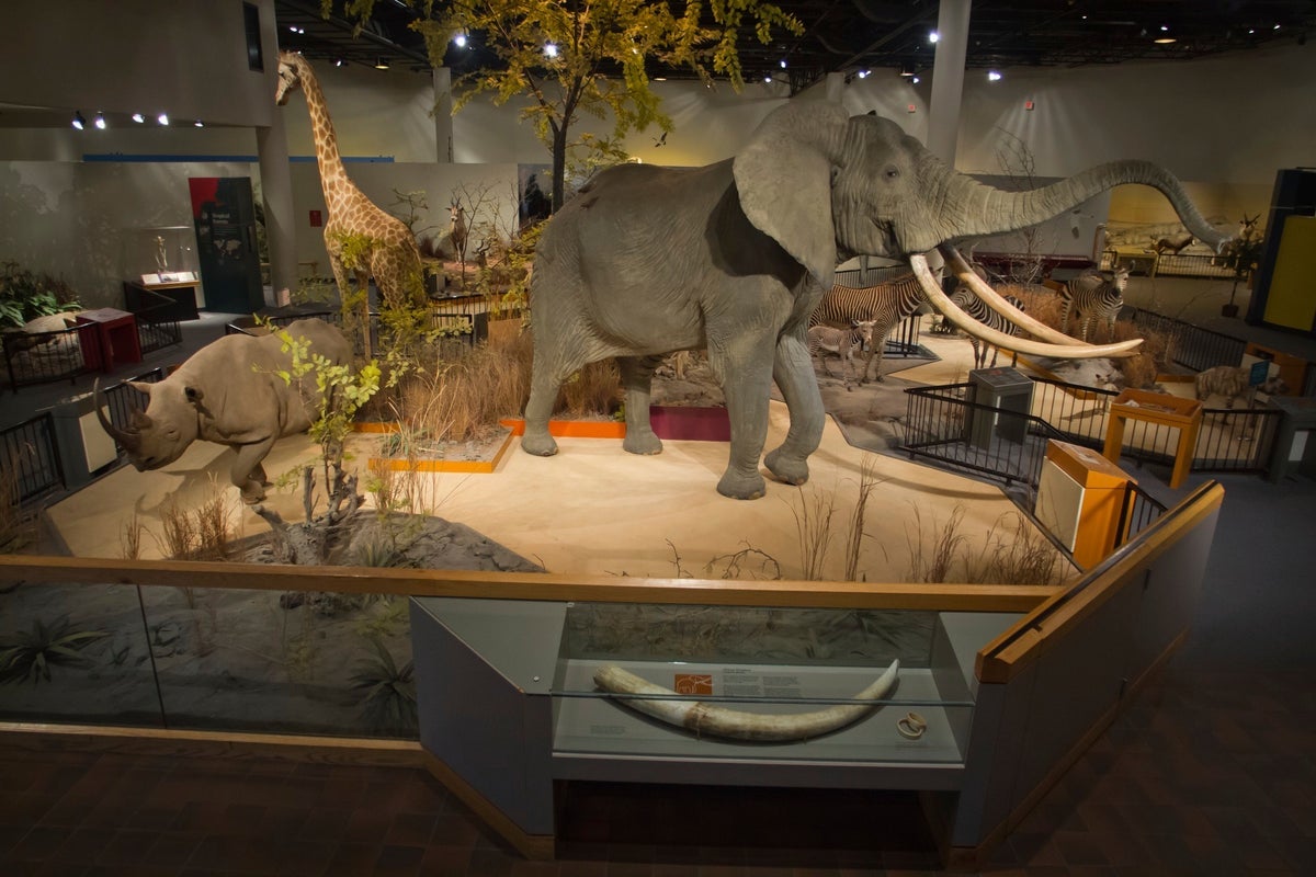 Sioux Falls pauses plan to ditch arsenic-contaminated taxidermy display at state’s largest zoo