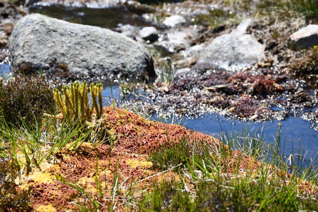 A diverse community of plants were studied, including mosses to flowering species (Sandy Hetherington/University of Edinburgh)