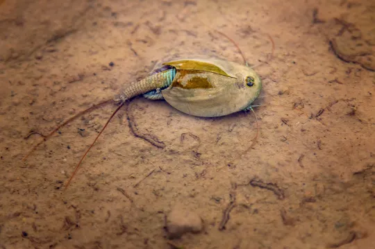 Triops and fairy shrimp have been awakened amongst the flooding at Burning Man festival