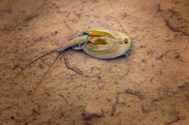 <p>Triops and fairy shrimp have been awakened amongst the flooding at Burning Man festival</p>