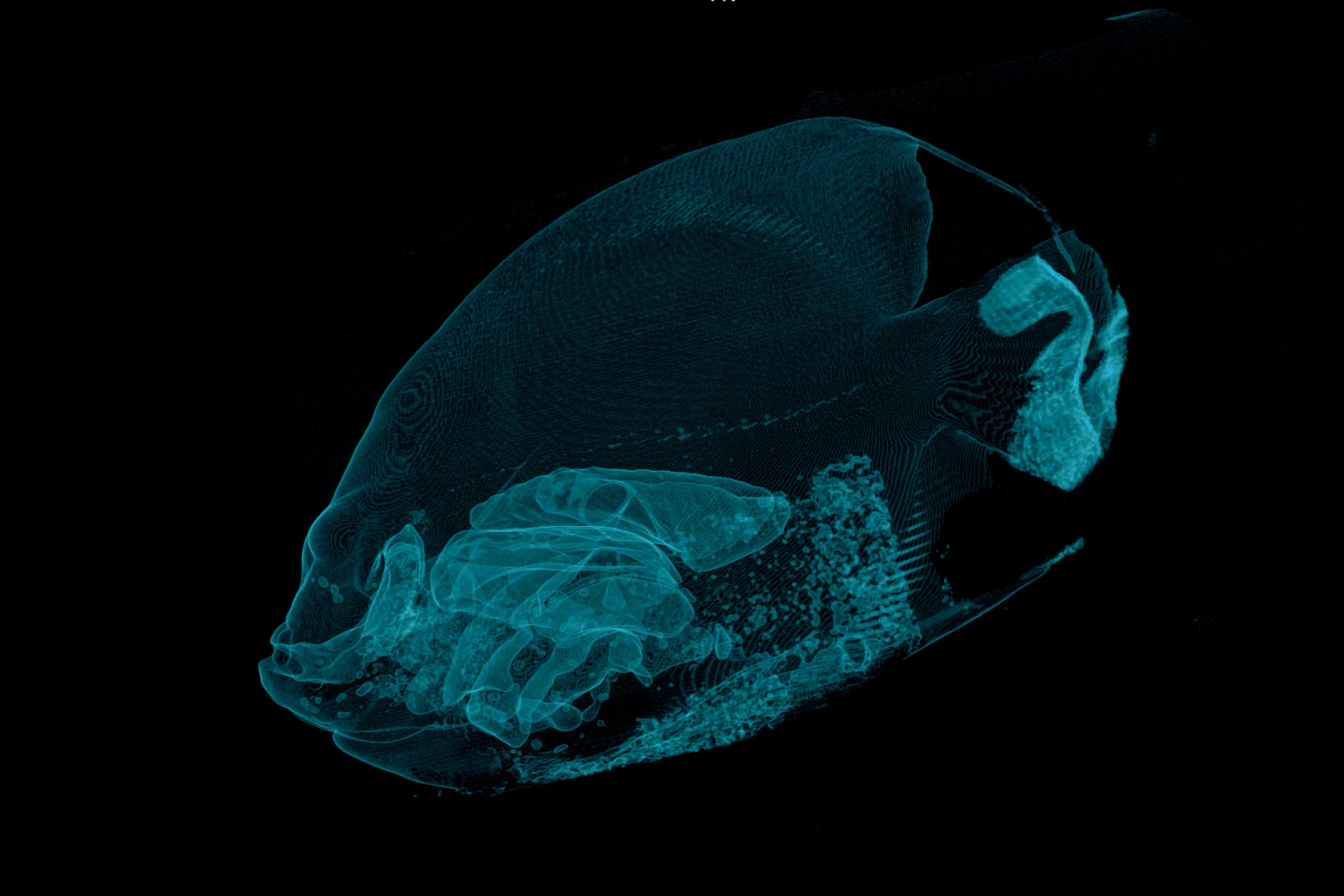 ODD Angelfish CT Scan