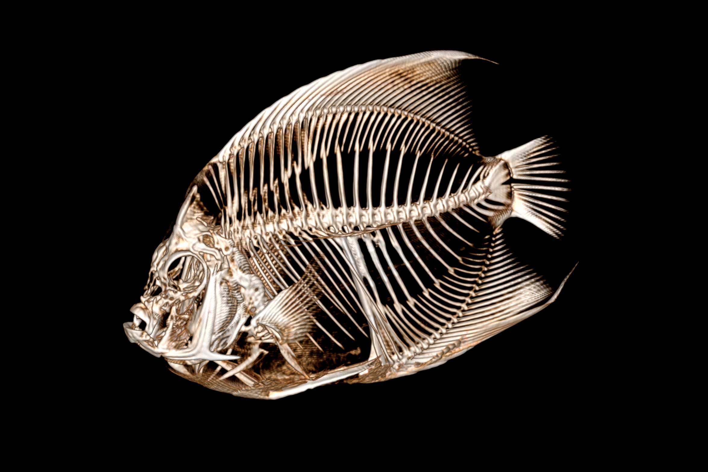 ODD Angelfish CT Scan
