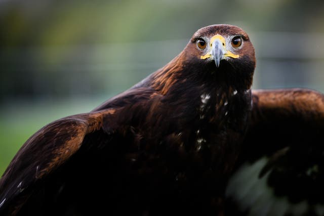 The number of golden eagles in southern Scotland has more than quadrupled, figures show (Ian Georgeson/PA)