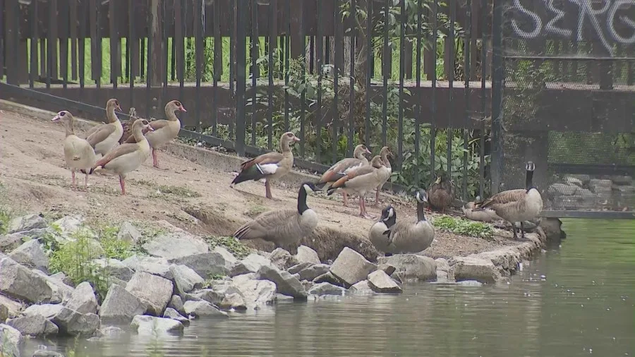 Could there be a duck poisoner on the loose? Dozens of dead and seriously ill ducks keep washing up in this park