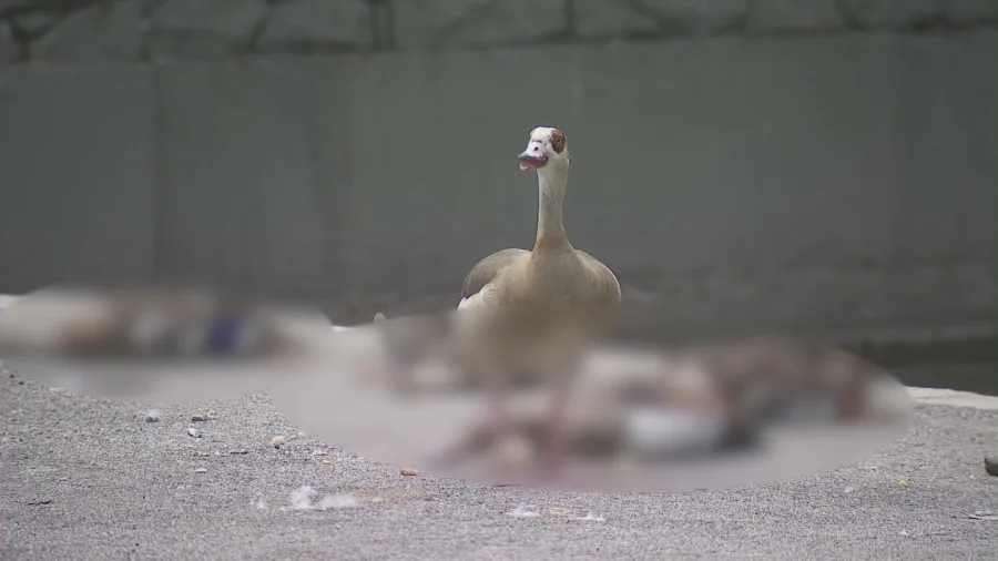 A goose has been protecting the bodies of the dead ducks in Hollenbeck Park