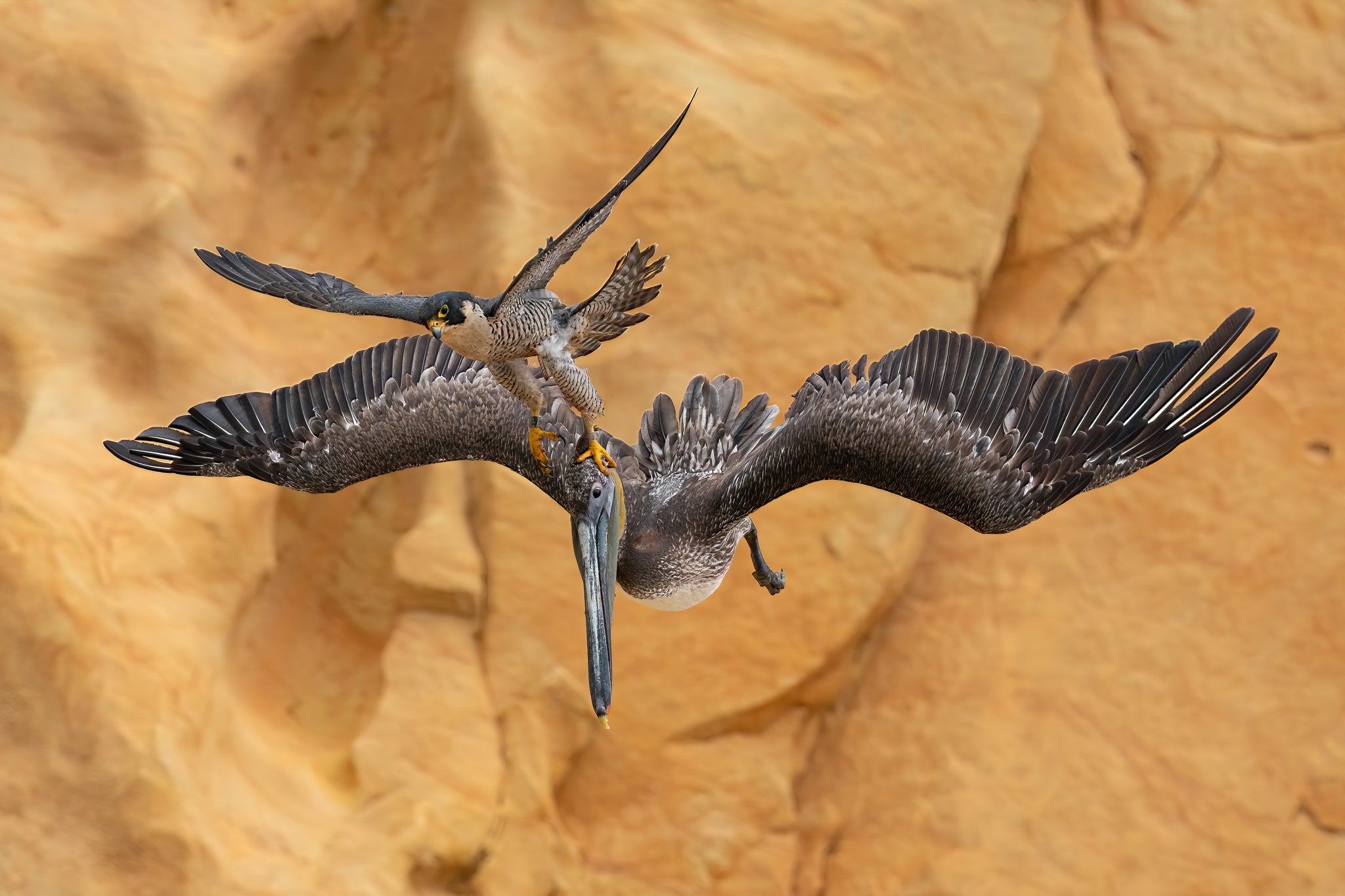 white falcon bird baby