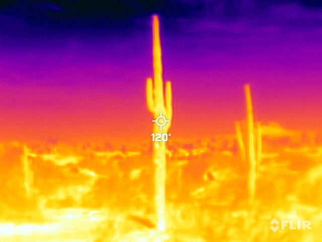 A saguaro cactus with 120F surface temperature in the Desert Botanical Garden