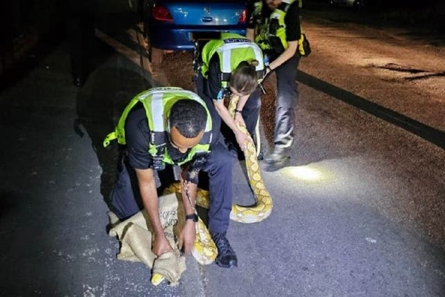 Police stepped in to detain a 12ft-long python after a member of the public reported the snake slithering along a street in West Bromwich in the early hours (West Midlands Police/PA)