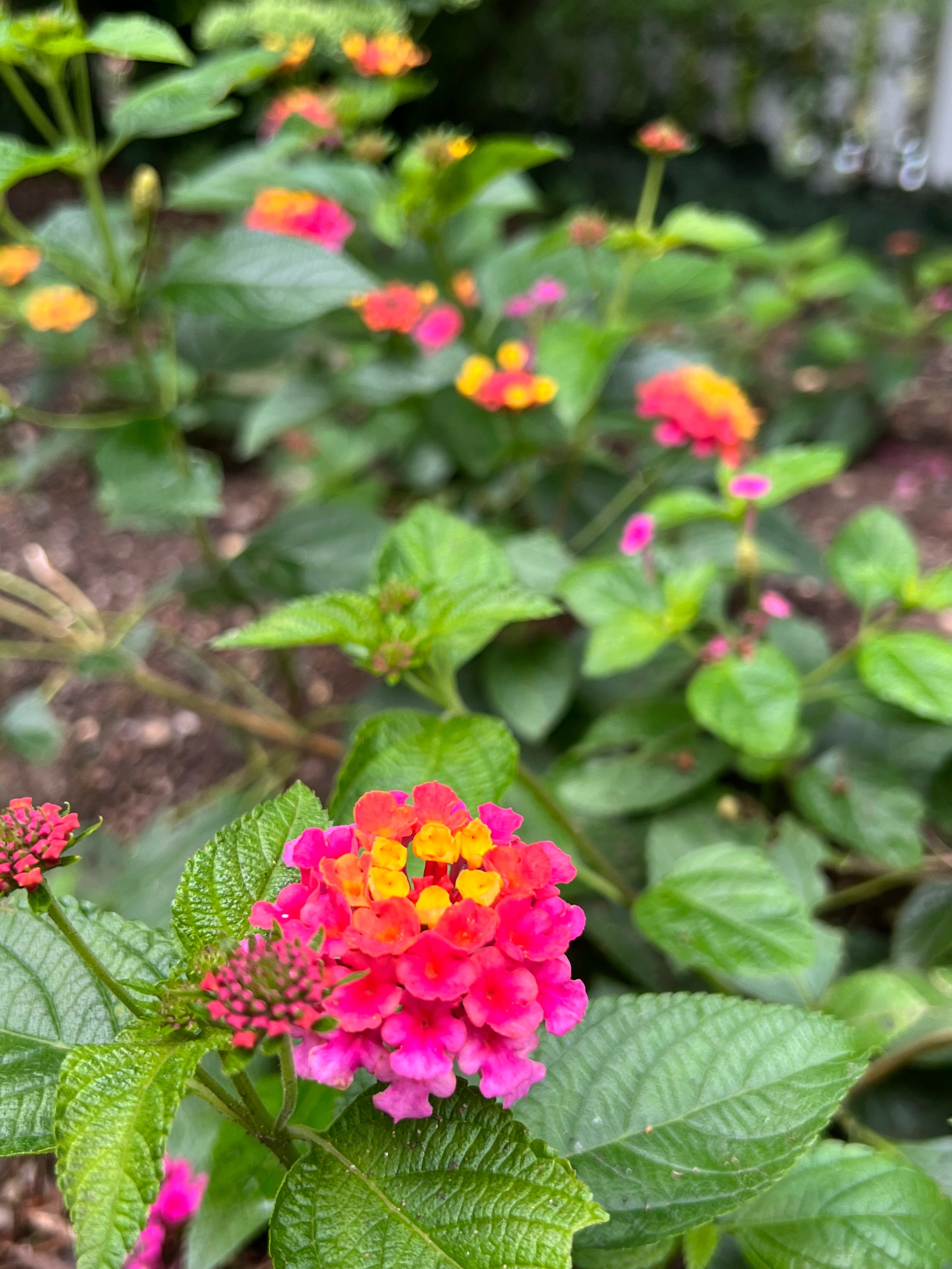 Gardening Summer Annuals