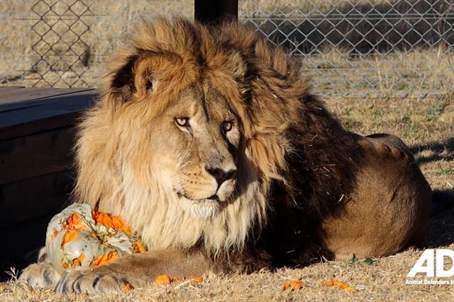 <p>‘World’s loneliest lion’ returns to natural habitat after being abandoned in zoo for years.</p>