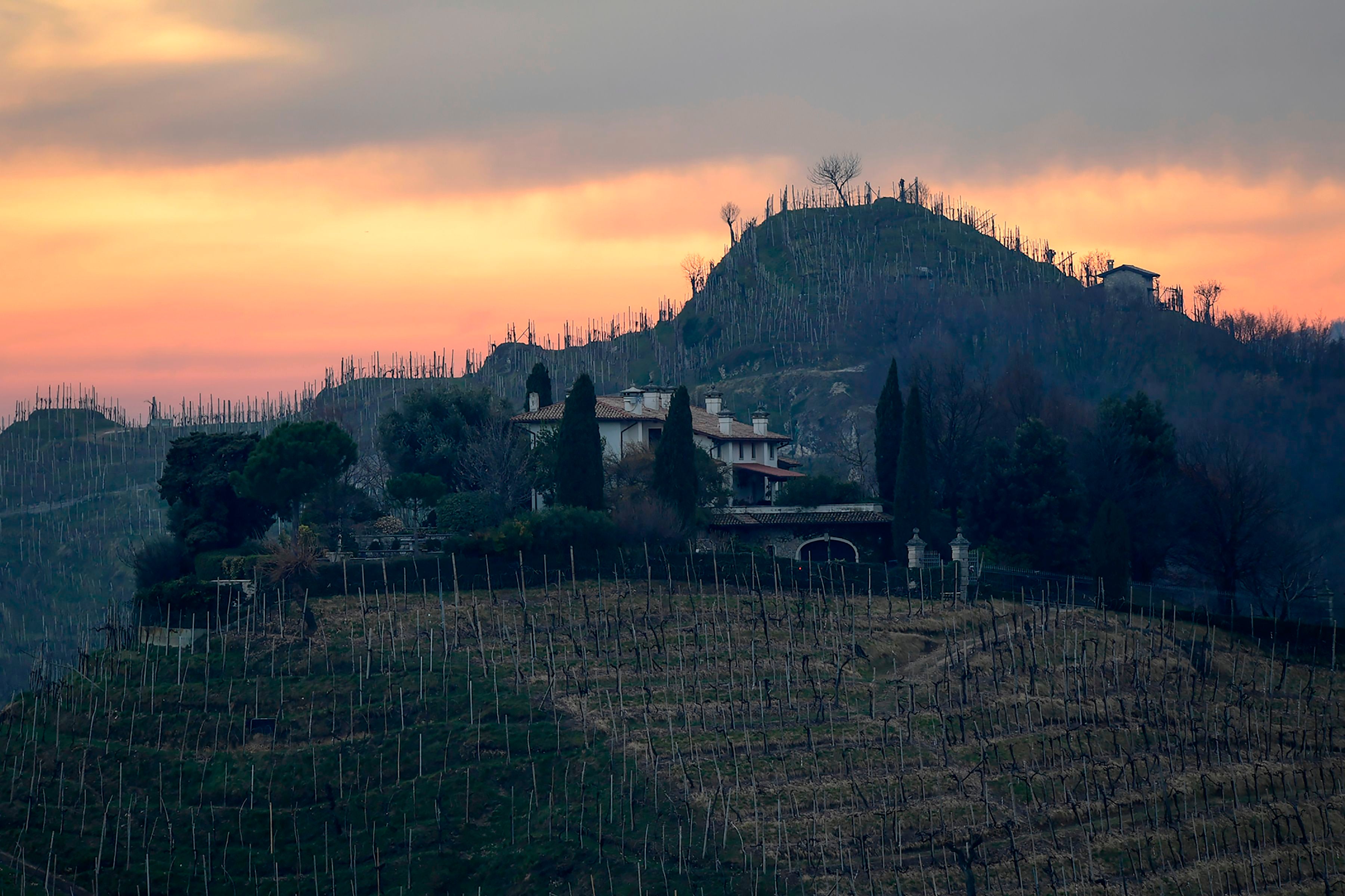 Prosecco vines in Veneto, one of only two regions allowed to use the DOC