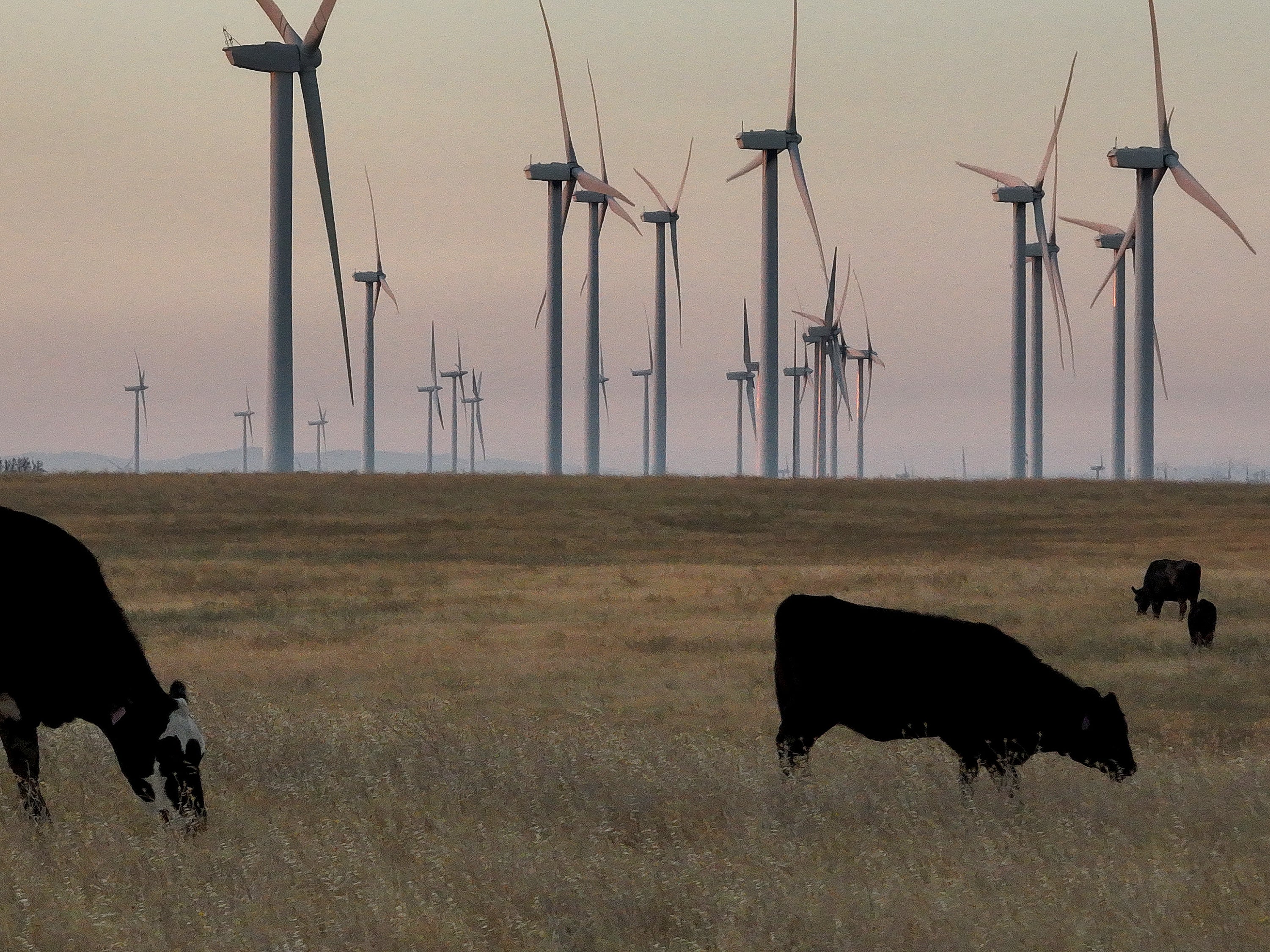 Wind turbines and grazing cattle in Solano County