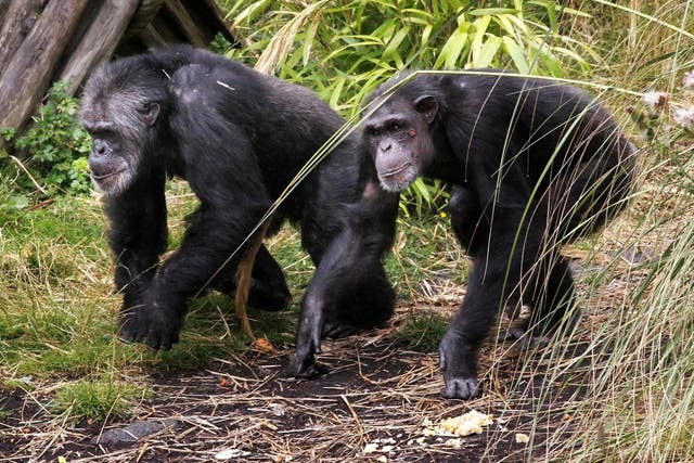Human shoulders and elbows first evolved as brakes for climbing apes – study (Danny Lawson/PA)