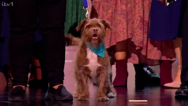 <p>Dog accepts National Television Award on Paul O’Grady’s behalf and gives his own speech.</p>