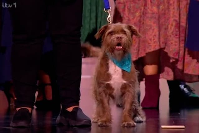 <p>Dog accepts National Television Award on Paul O’Grady’s behalf and gives his own speech.</p>
