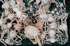 Scientists reveal why billions of crabs vanished from Alaska