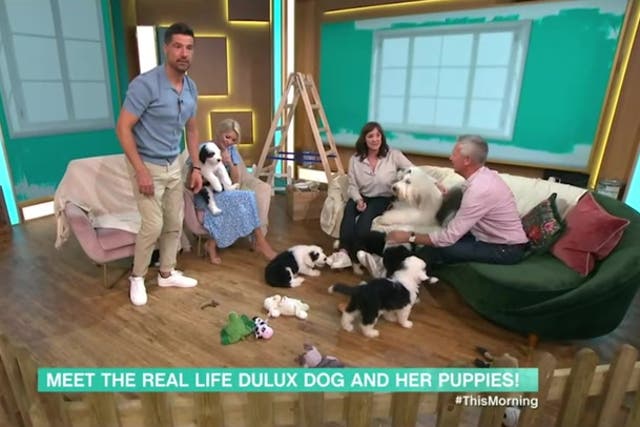 <p>Dulux puppies cause chaos on This Morning as they go to toilet live on air</p>