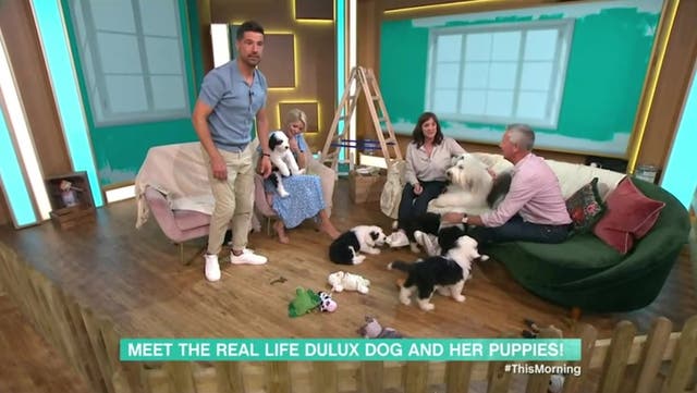 <p>Dulux puppies cause chaos on This Morning as they go to toilet live on air</p>