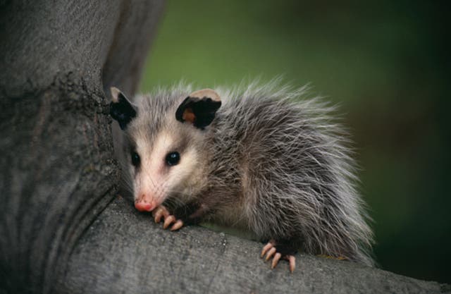 <p>One-eyed opossum named Basil moves into National Zoo as newest resident</p>