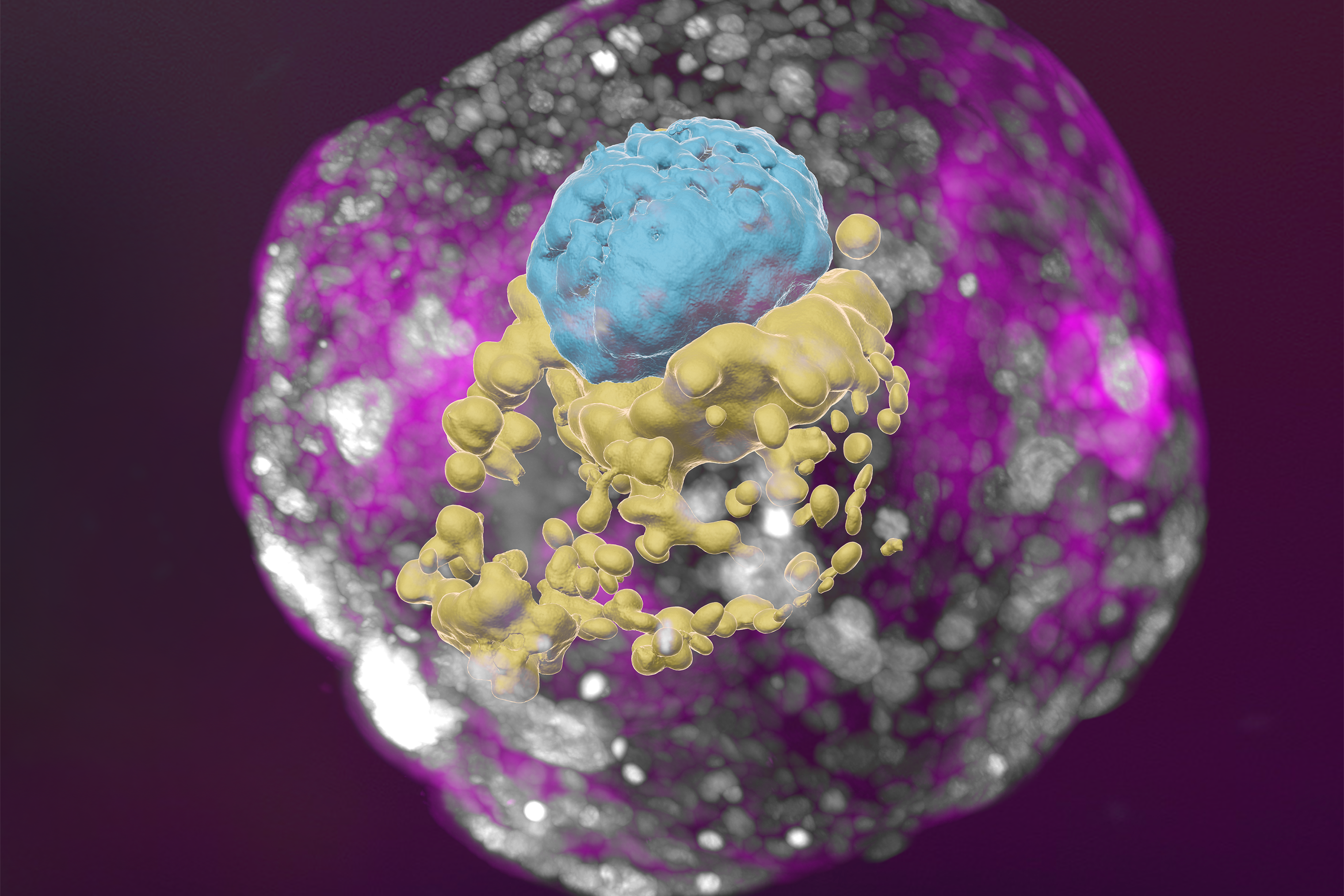 A stem-cell derived human embryo model (Weizmann Institute of Science/PA)