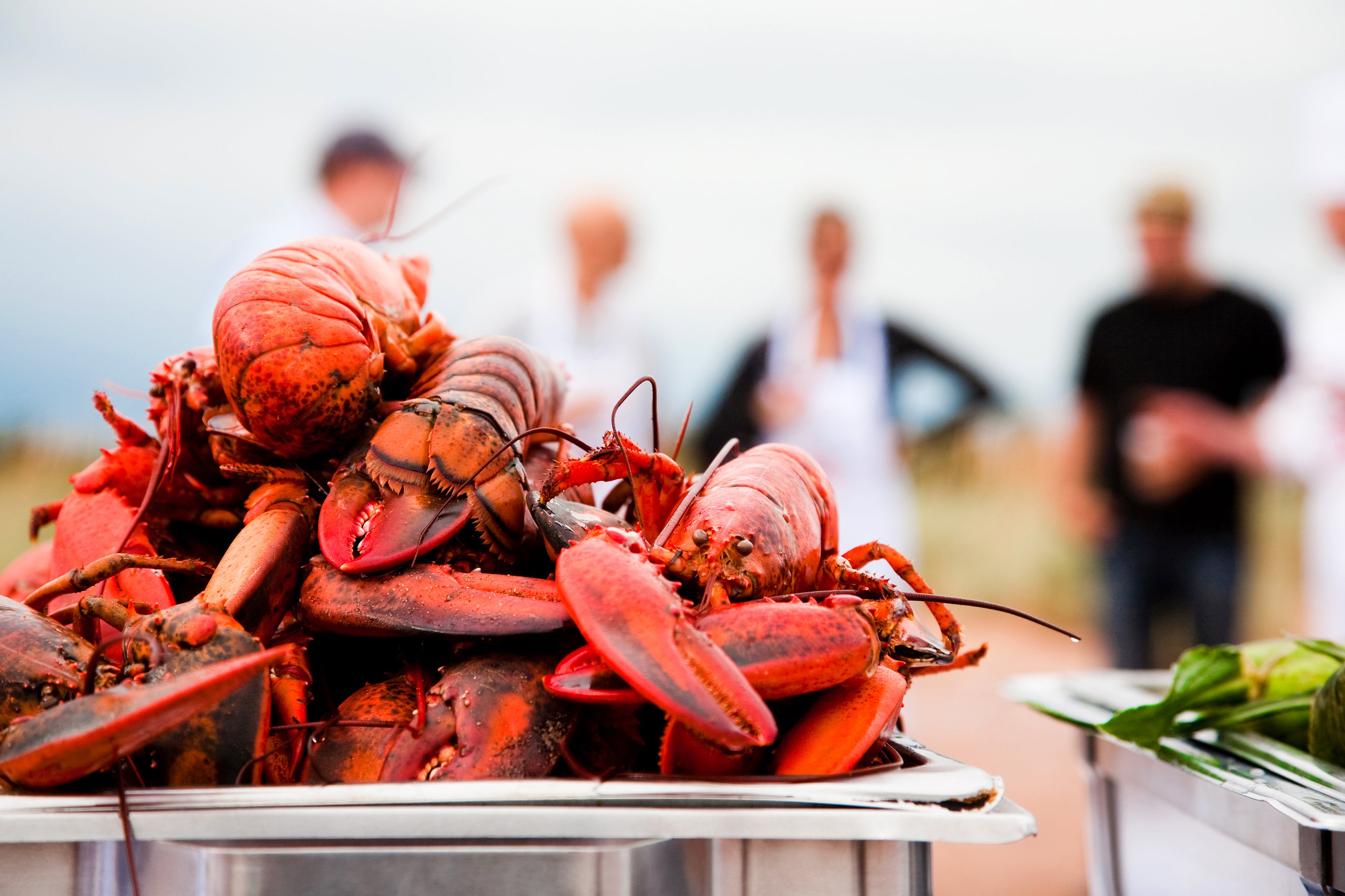 Lobster fans should head to the New Brunswick town of Shediac, dubbed “the lobster capital of the world”, for a chance to join local fishermen on a catch and subsequent lobster feast