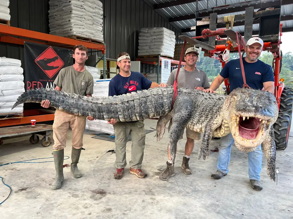 The meat from this 800-pound alligator is not going to waste, and has been donated to local soup kitchens