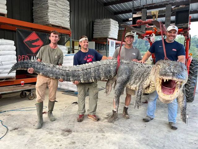 <p>The meat from this 800-pound alligator is not going to waste, and has been donated to local soup kitchens</p>