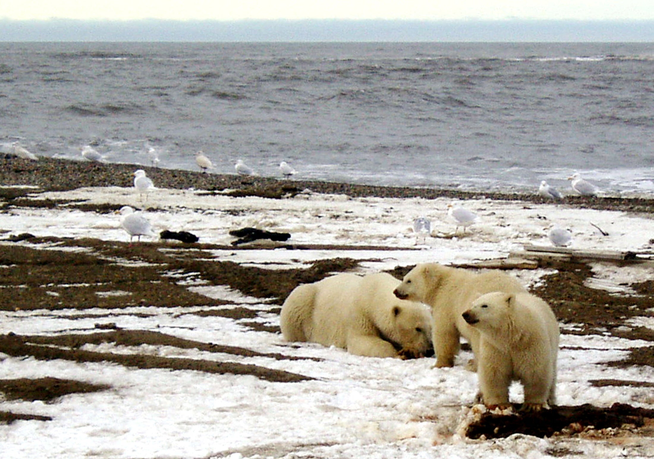 A polar bear sow and two cubs are seen on the Beaufort Sea coast within the 1002 Area of the Arctic National Wildlife Refuge in this undated handout photo provided by the U.S. Fish and Wildlife Service