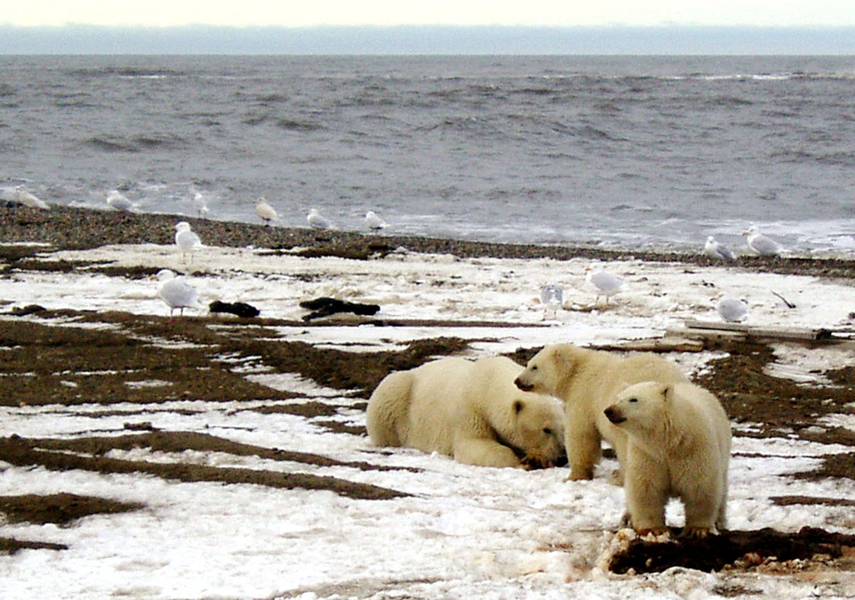 Biden bans drilling in Alaska wildlife refuge due to climate crisis