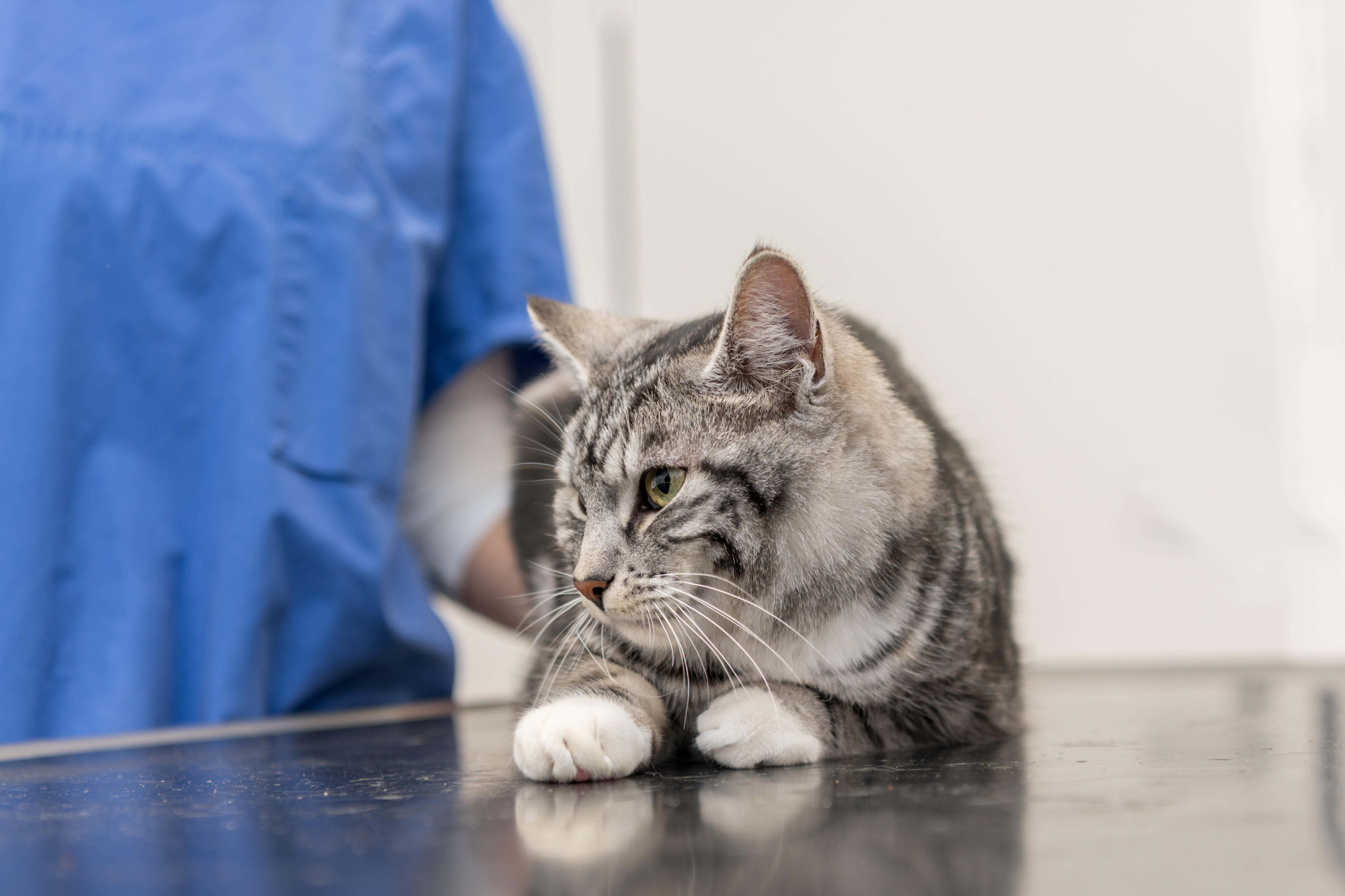A cat in the veterinary practice is examined by the veterinarian