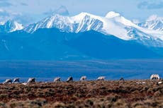 Biden administration cancels remaining oil and gas leases in Alaska's Arctic Refuge