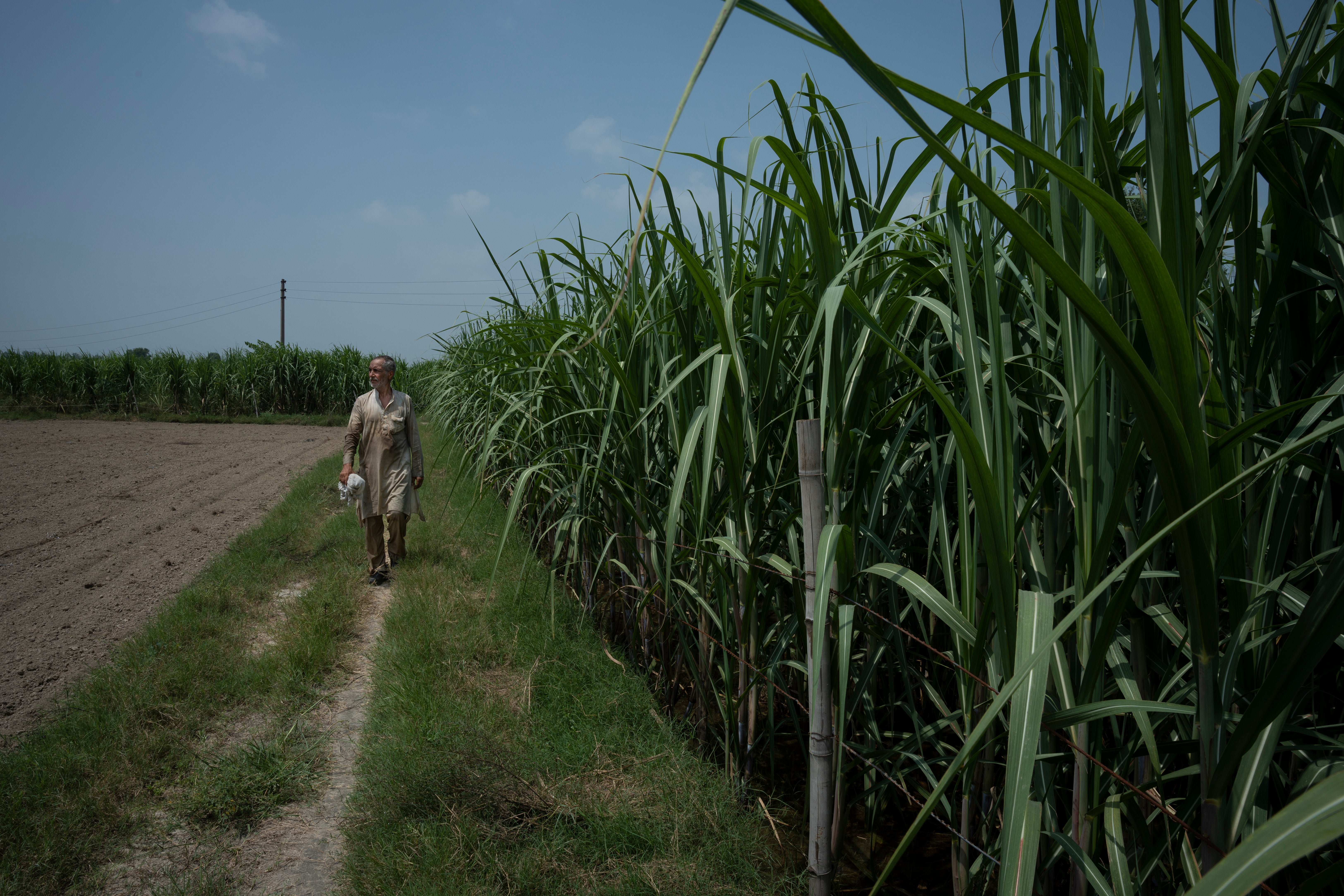 G20 Biofuels Explainer