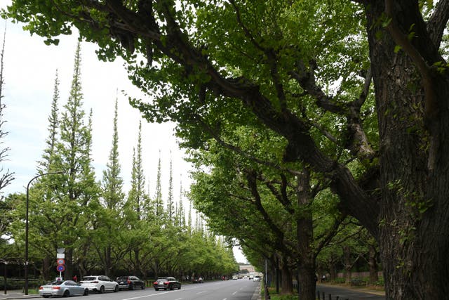 Japan Jingu Gaien Heritage Alert