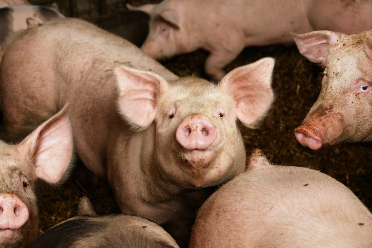 Human kidneys grown inside pig embryos implanted in surrogate sows