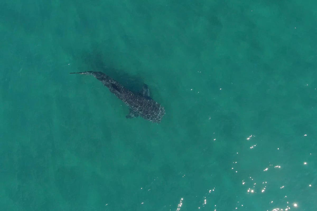 Whale sharks ‘exhibit disturbed behaviour in presence of tourist swimmers’