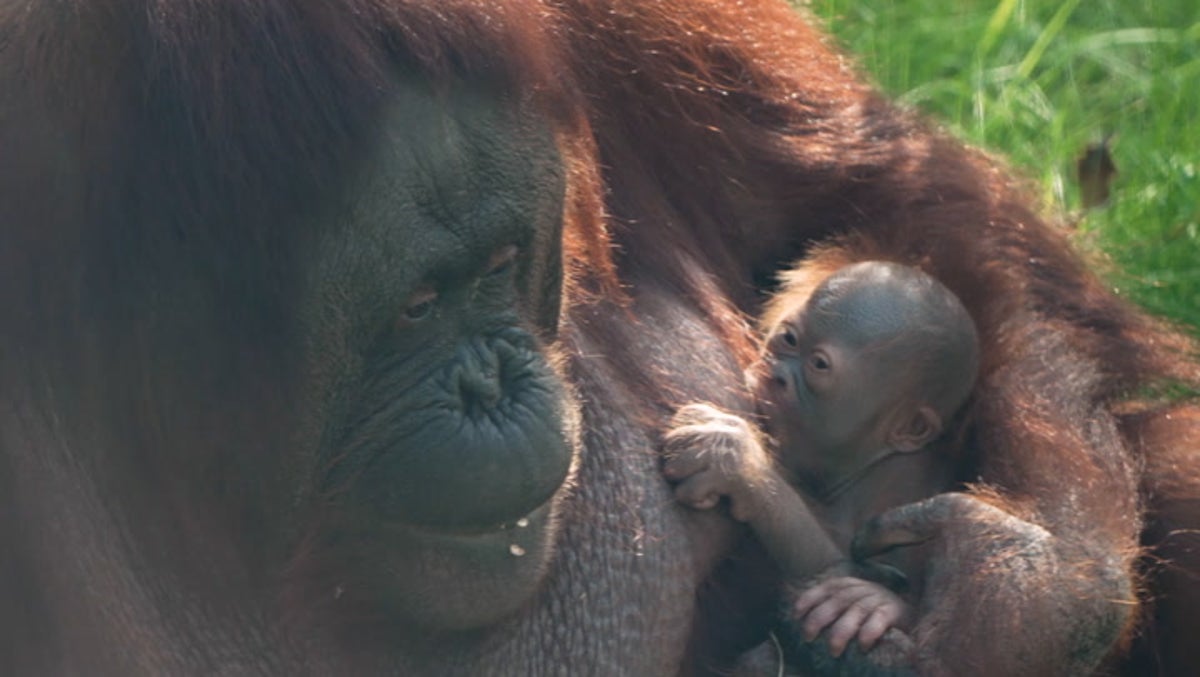 Watch rare baby orangutan born at Chester Zoo cuddle up to its mother for a feed