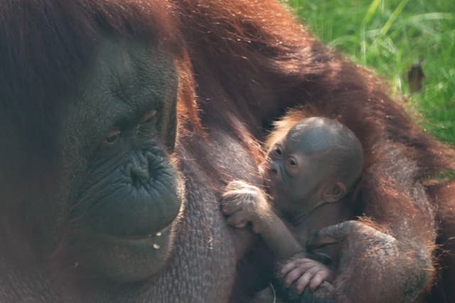 <p>Baby orangutan born at Chester Zoo cuddles up to its mother.</p>