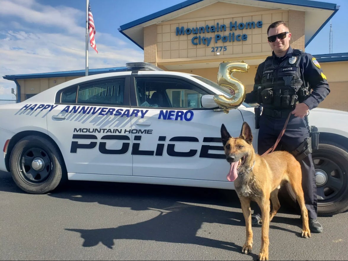 <p>Nero the police dog celebrating his anniversary with the Mountain Home Police Department in Idaho</p>
