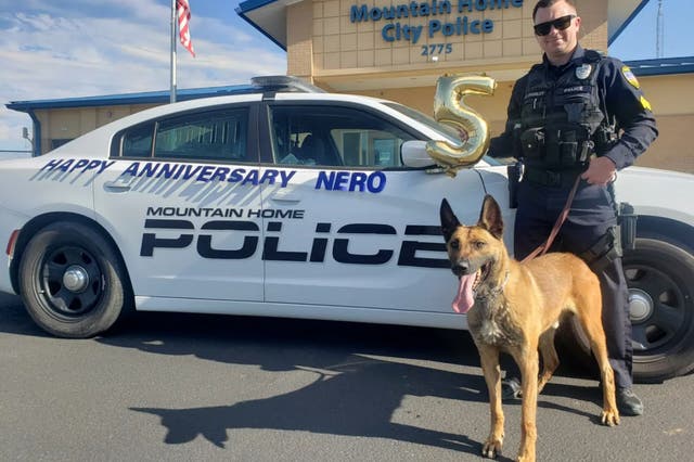 <p>Nero the police dog celebrating his anniversary with the Mountain Home Police Department in Idaho</p>