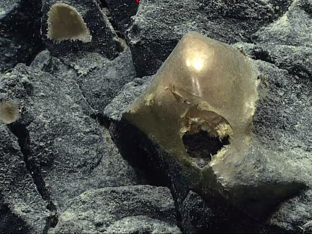 <p>A mysterious golden object found by the National Oceanic and Atmospheric Administration off the coast of Alaska</p>